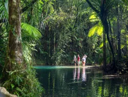 Guided Day Tour of Daintree Rainforest with Transfers from Port Douglas & Mossman